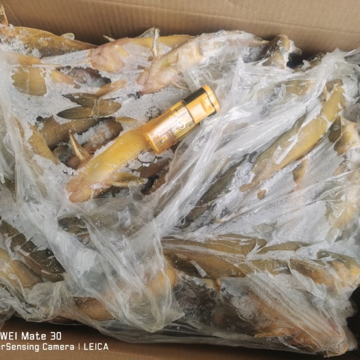 安新县 黄骨鱼，黄颡鱼，冻品