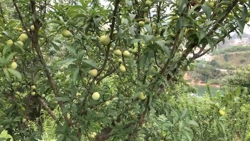 镇宁县 蜂糖李