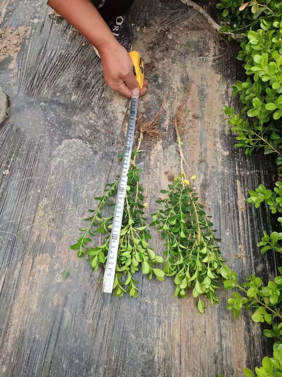 小叶黄杨，瓜子黄杨