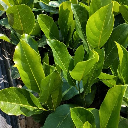白沙县红肉菠萝蜜苗 