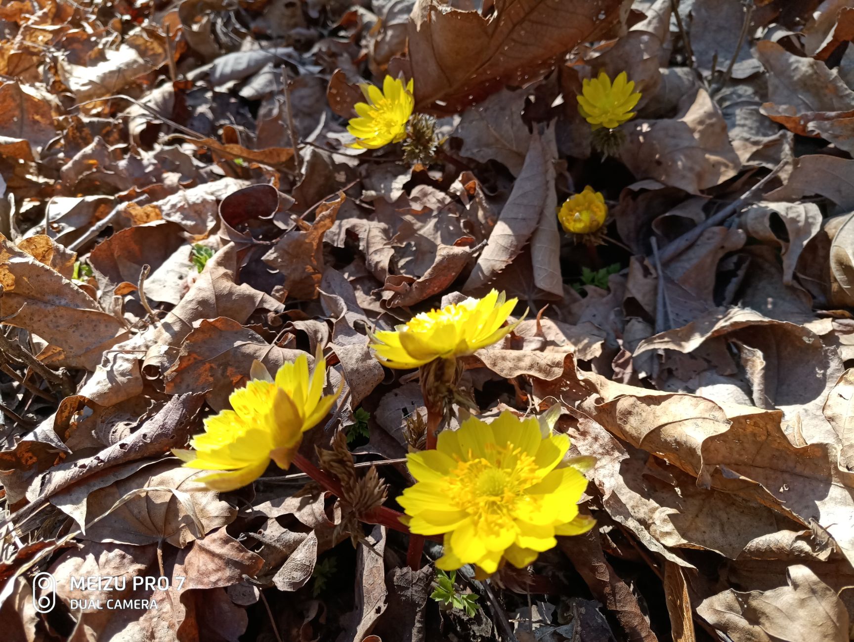 金盏菊 冰凌花，可观赏入药。