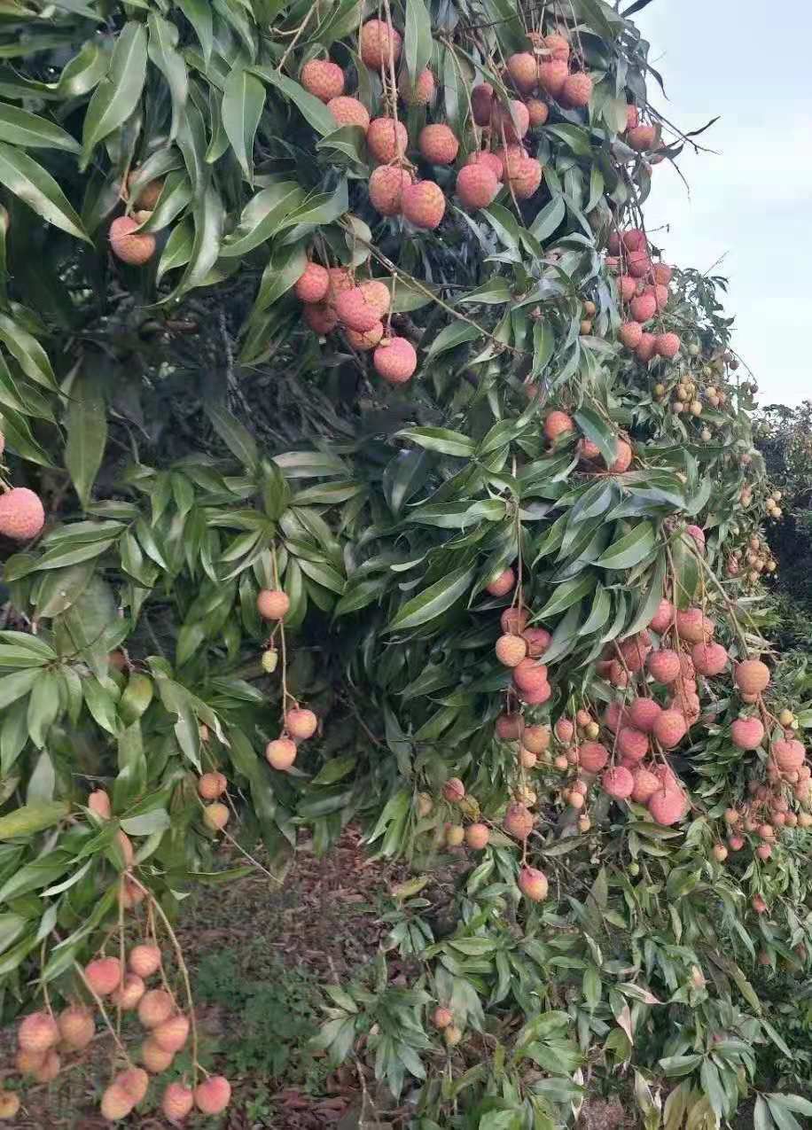 黑叶荔枝  钦州黑叶荔上市