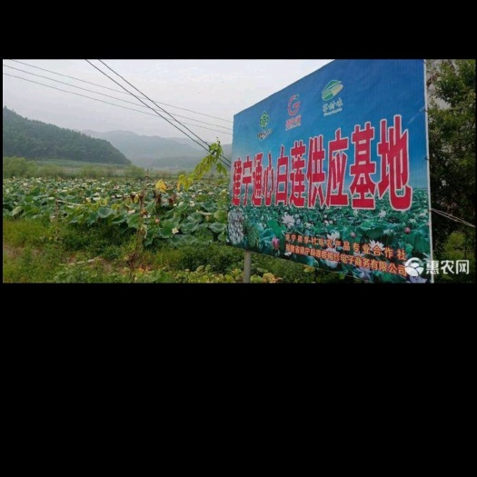 建宁县建莲  2021年福建建宁特产莲子去芯农家手工白莲子 粉糯易煮无芯