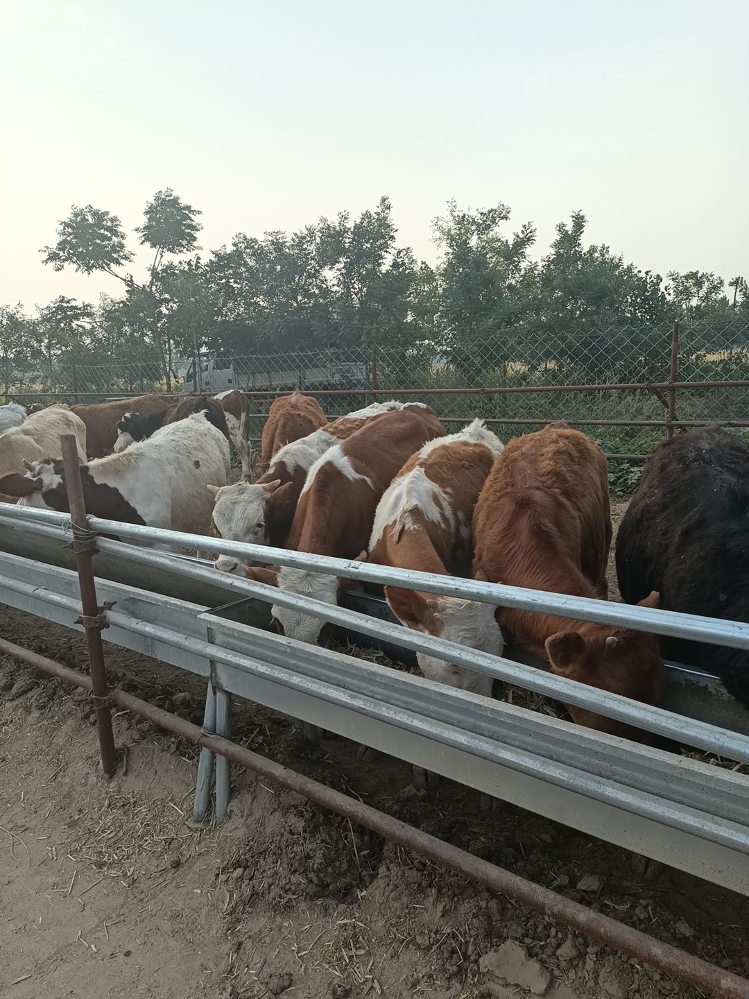 鲁西牛  西门塔尔，改良黄牛出售