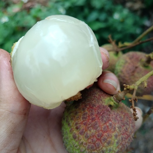 浦北县 妃子笑荔枝 自家果山种植产地
