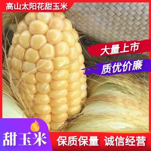 长阳县高山太阳花甜玉米现以大量上市