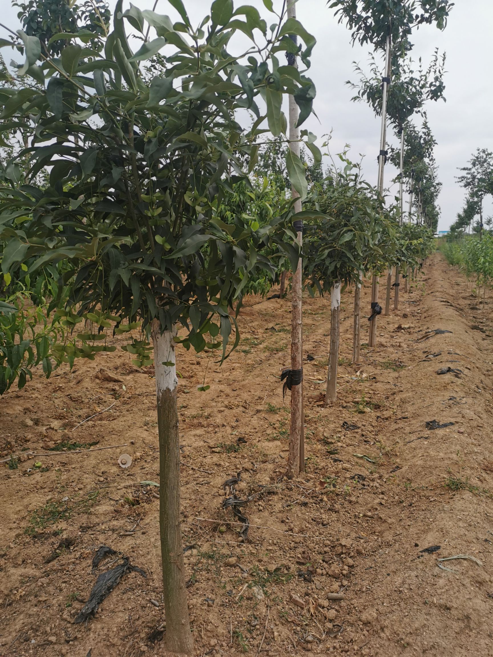 陕西卫矛 金丝吊蝴蝶