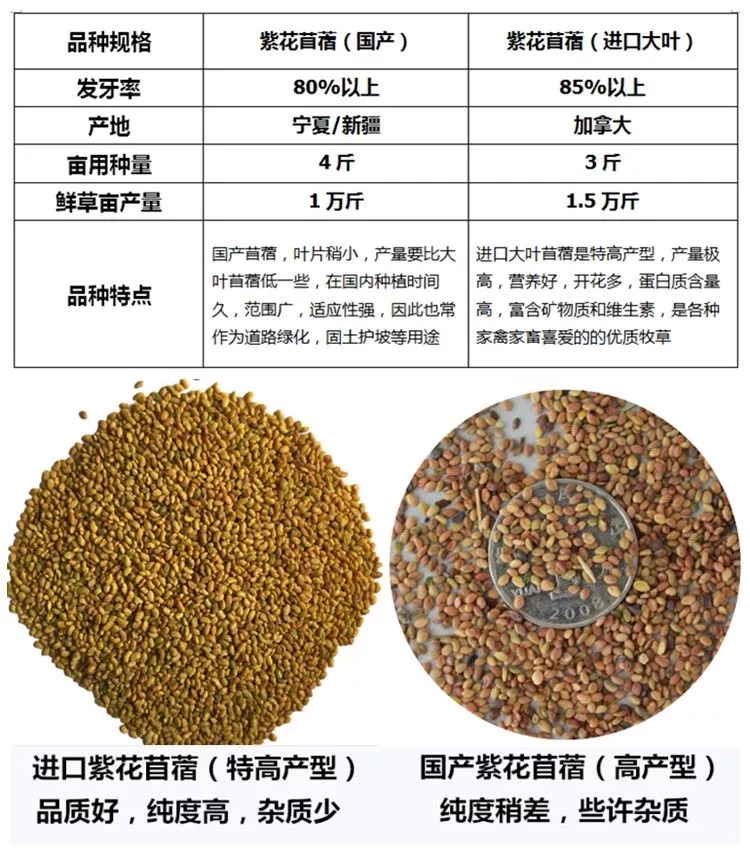大叶紫花苜蓿种子多年生苜蓿草籽四季牧草种子鸡鸭鹅牛羊鱼草种籽