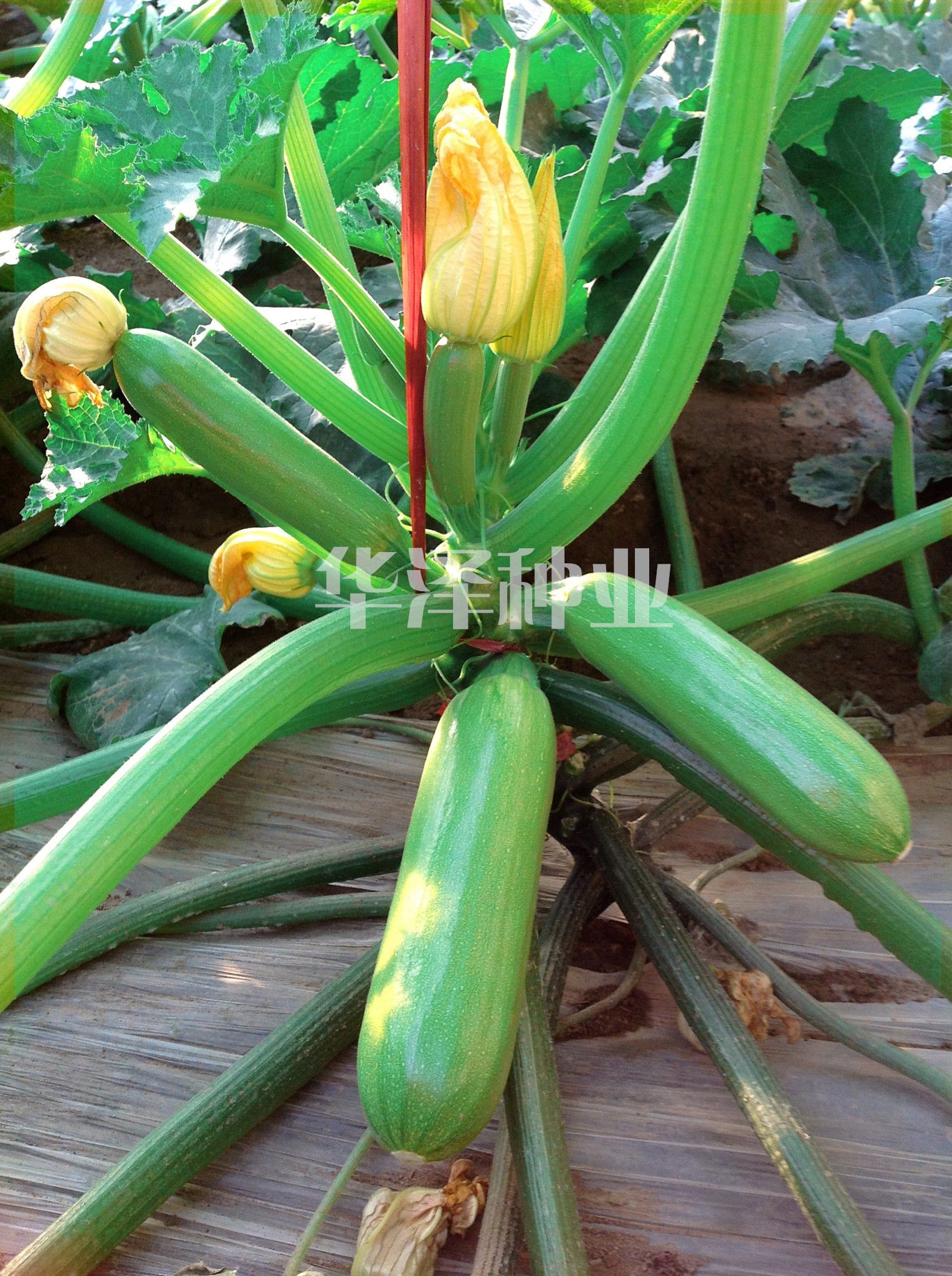 高产抗病，西葫芦种子，耐热西葫芦种子-绿曼达