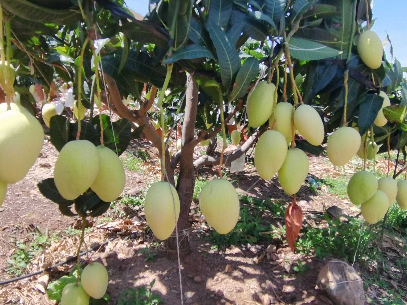 象牙芒 红象牙凯特热农