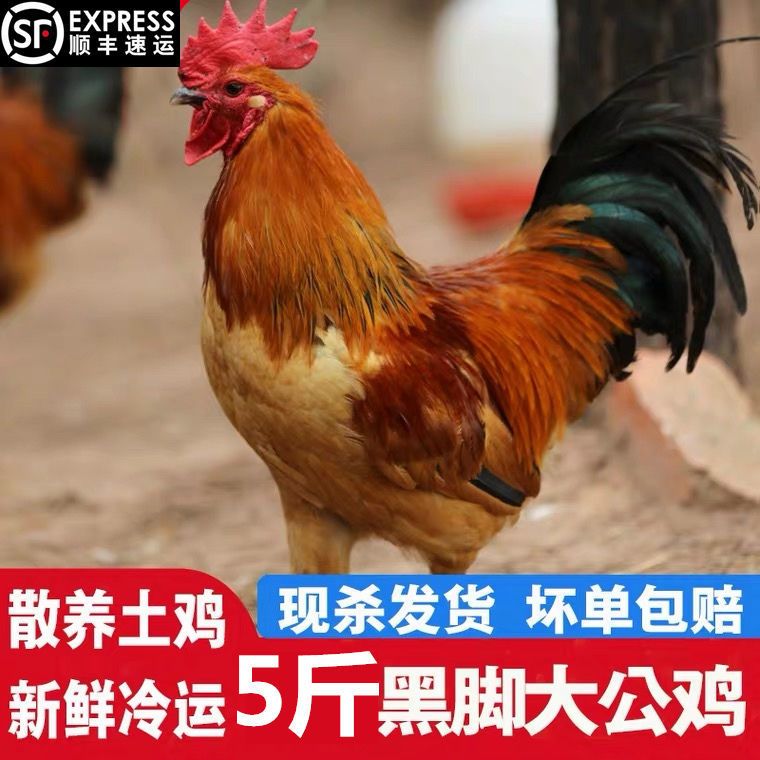 土鸡  【活鸡现杀黑脚大公鸡】山东农家散养公鸡整只走地鸡