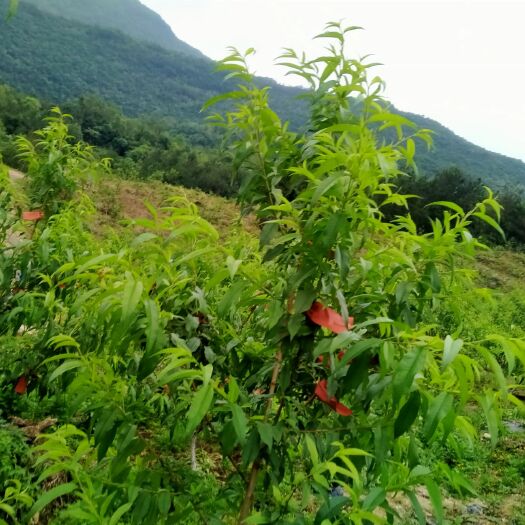 奉节黄金蜜  黄桃