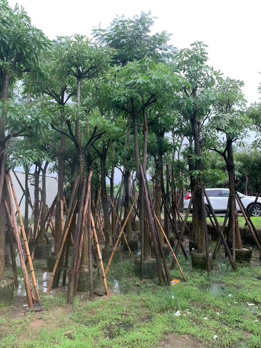 广东盆架子、灯台树袋苗/假植苗现场出售