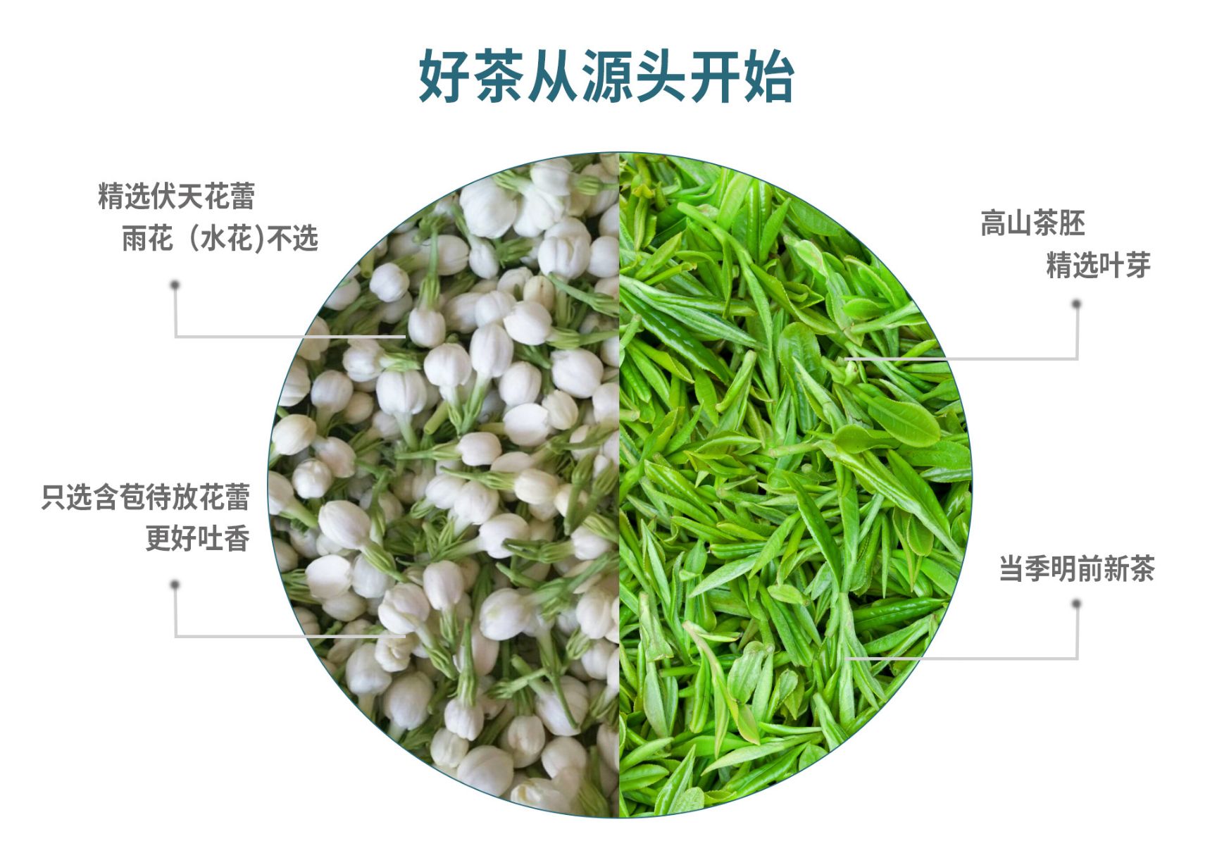 横县茉莉花茶 2024新茶茉莉龙珠茉莉绣球 厂价直销批发