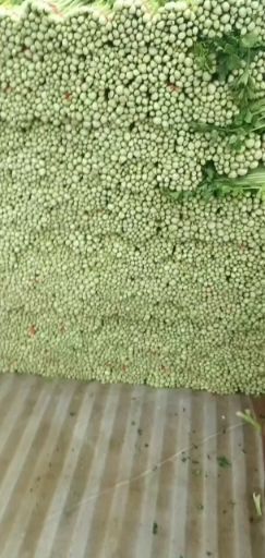 毛芹  高原夏菜质量好颜色正诚信第一有需要的可以联系我