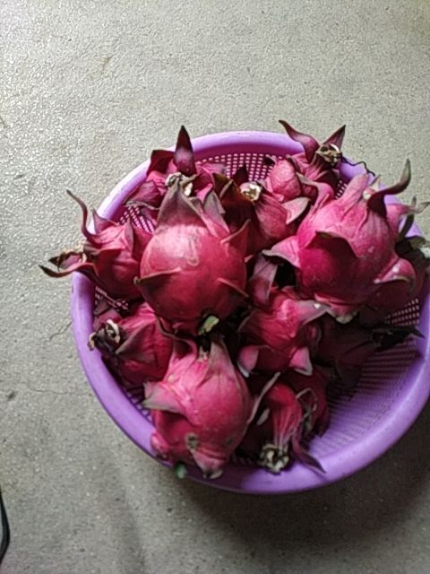 龙州县金都一号火龙果  火龙果