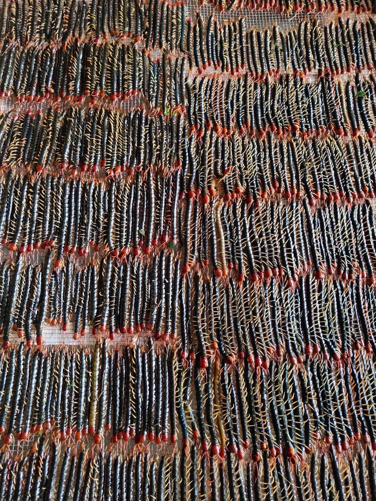蜈蚣皮