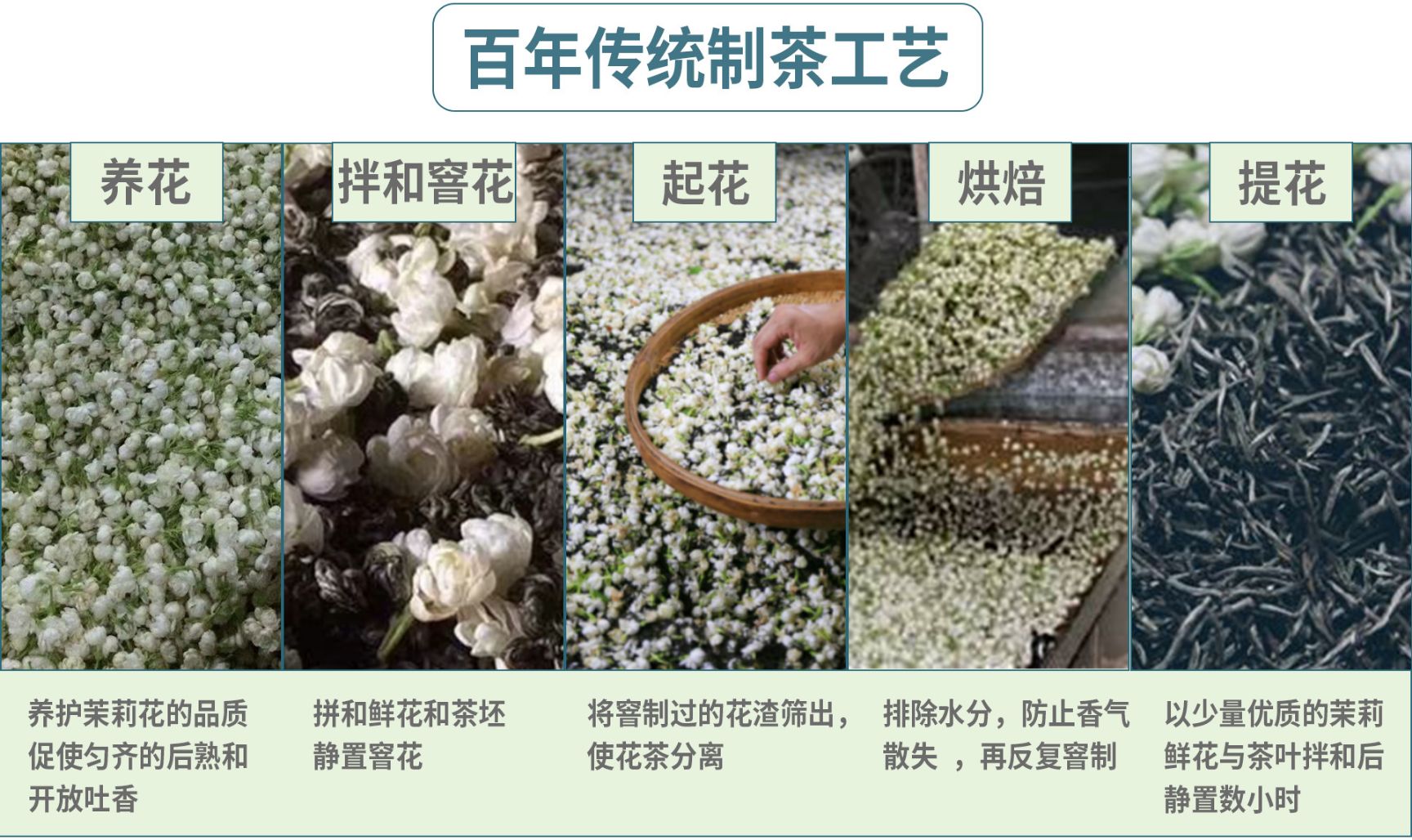 横县茉莉花茶 2024新茶茉莉龙珠茉莉绣球 厂价直销批发