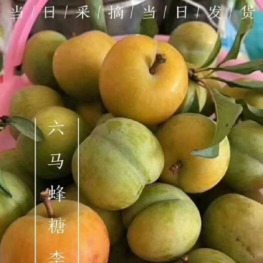 镇宁县 蜂糖李
