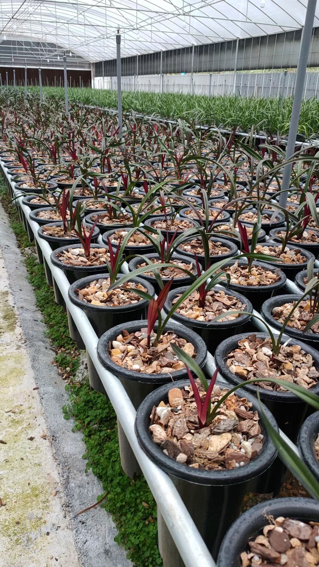 红草兰花建兰红草红荷网红草兰花盆栽客厅绿植兰花苗精品线艺花卉