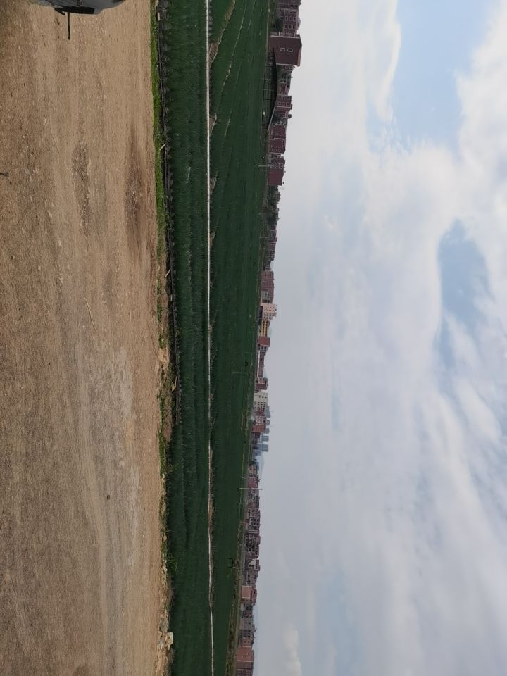无公害小香葱
