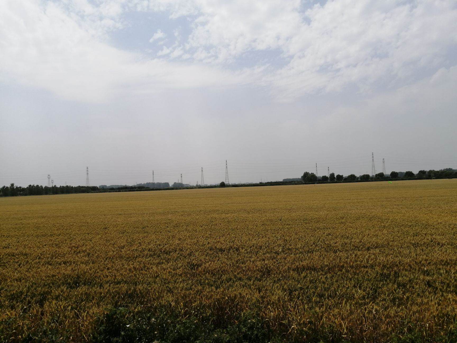 秸秆饲料 小麦桔杆！新鲜，干的，打包！