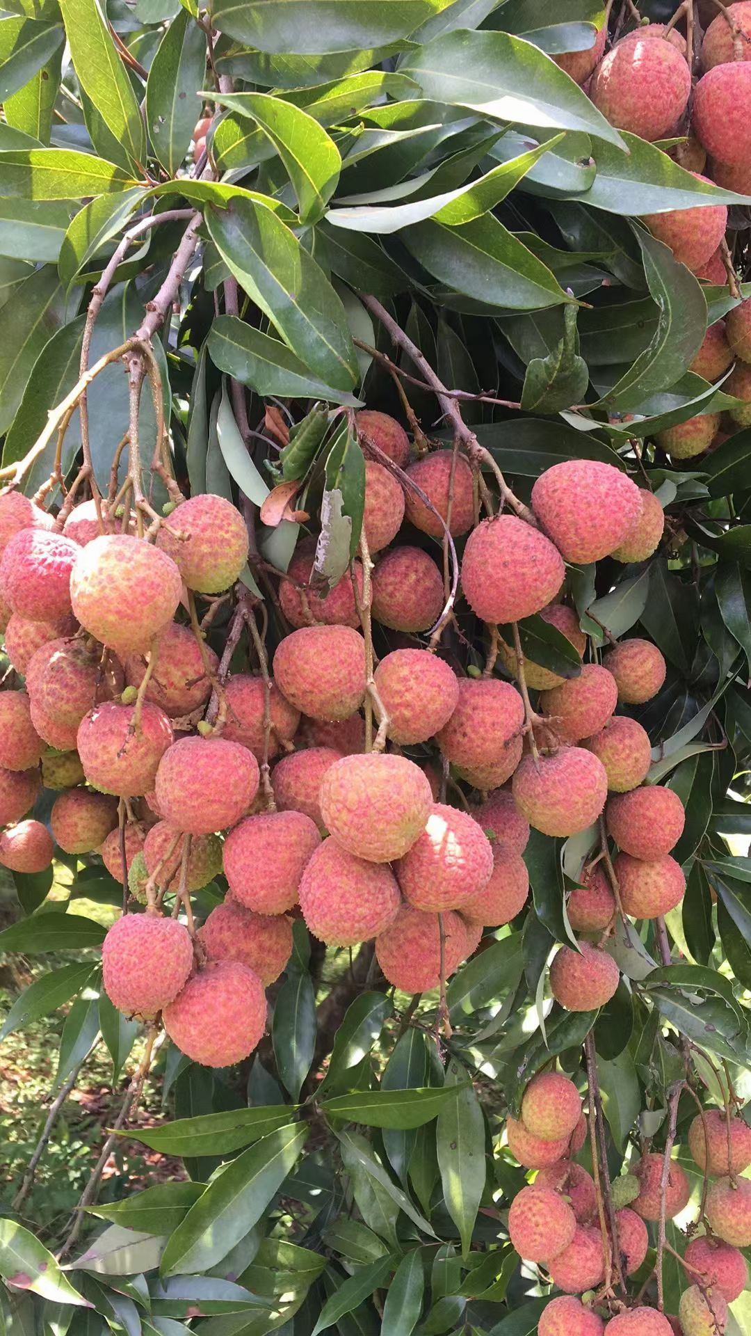 黑叶荔枝 钦州黑叶荔上市了