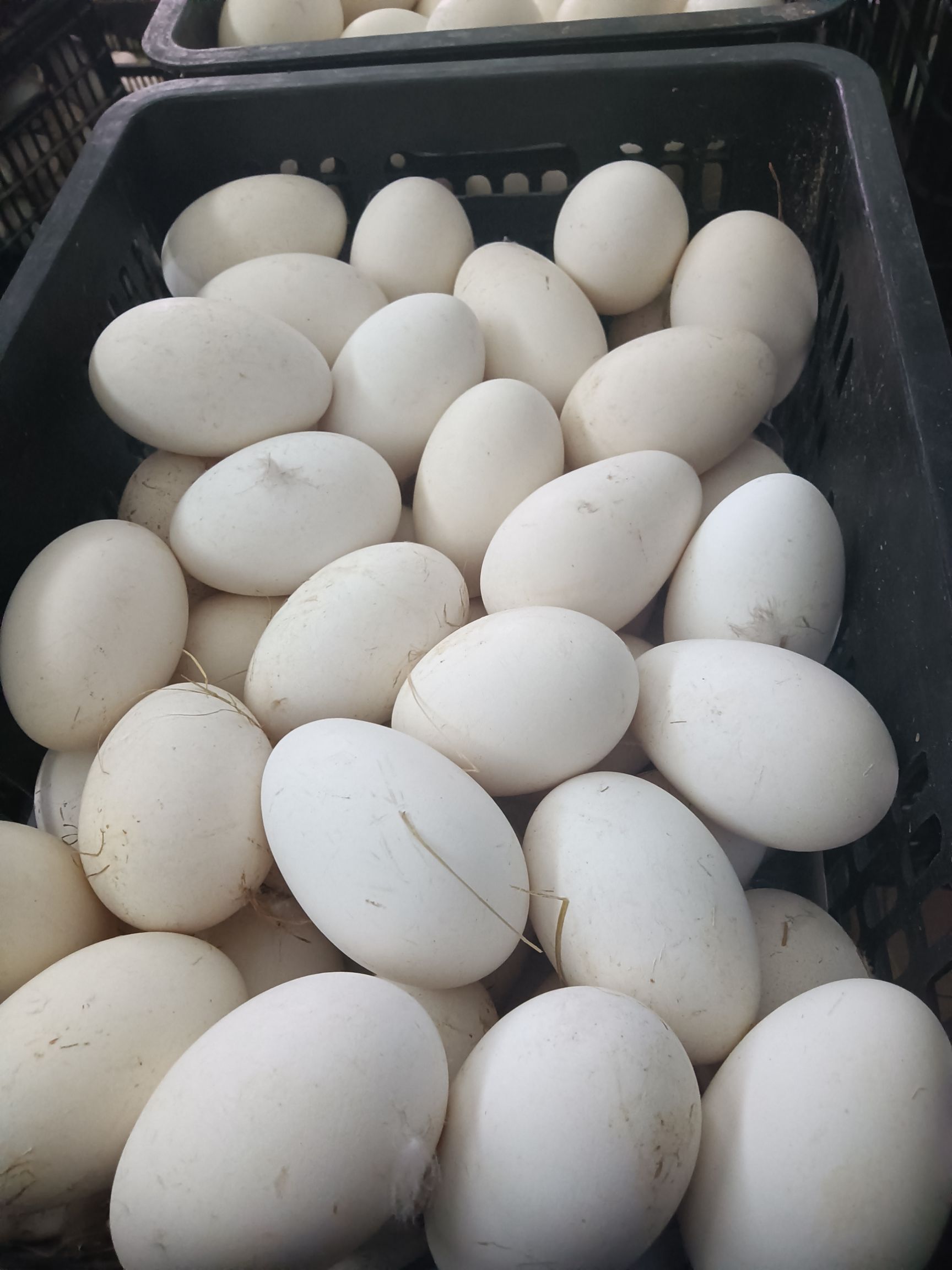 土鹅蛋  鲜鹅蛋大鹅蛋散养鹅蛋批发