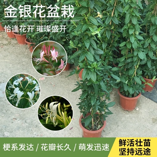 四季金银花苗  金银花苗  金银花盆栽可食用药用 爬藤植物