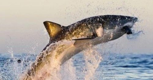 饲料鱼  润派30蛋白鱼用膨化（浮性）饲料