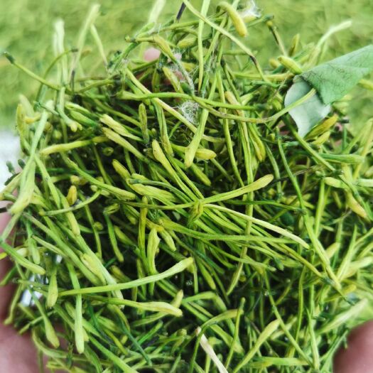 南江县金银花
