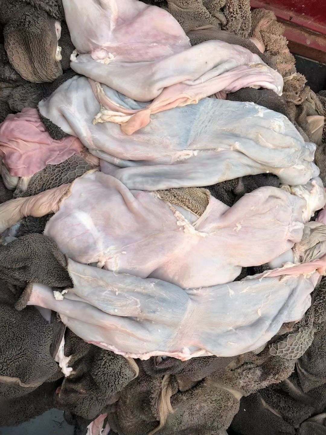 羊肚  纯干内蒙特色羊毛肚，黑毛肚，郑州惠济区中原水产物流港