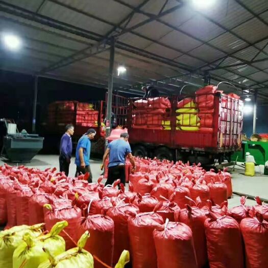 郯城县油栗  河北青龙遵化313产地直供-可以视频看货-坏果包赔-质量保证