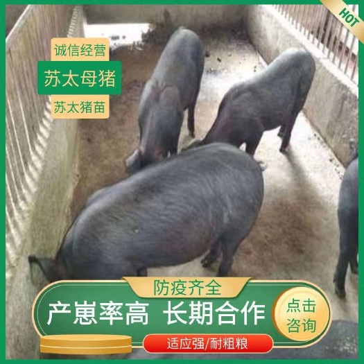 汉中苏太猪苗  苏太母猪，具有太湖母猪的母本基因，母性好，产崽率