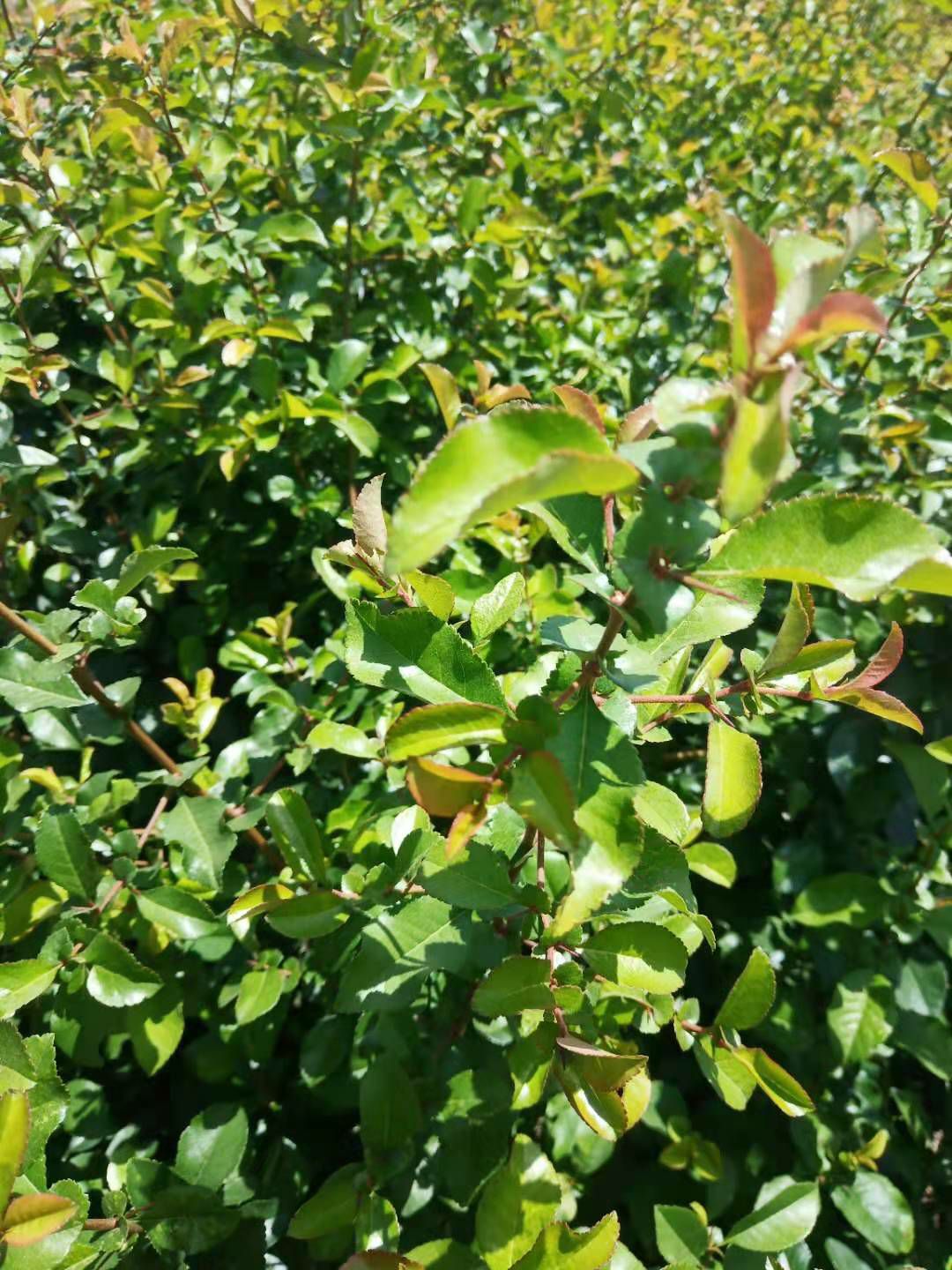 陕西贴梗海棠营养杯 贴梗海棠 50－1米贴梗海棠杯苗批发配送