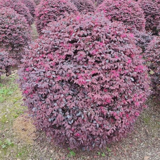 长沙红花继木