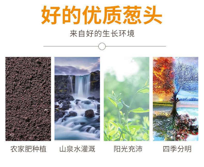 香葱  黄葱头种植葱熬油葱盆栽葱葱种子