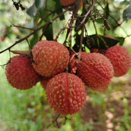 遂溪县 桂味荔枝