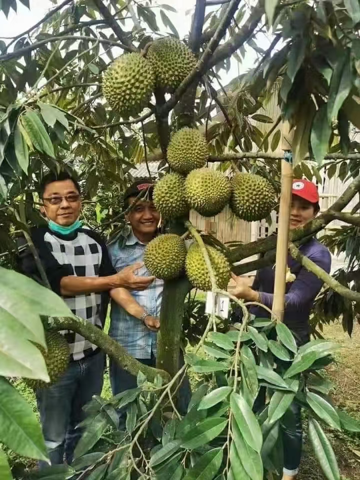 金枕榴莲苗  榴莲树苗批发 猫山王榴莲 马来西亚黑刺榴莲苗