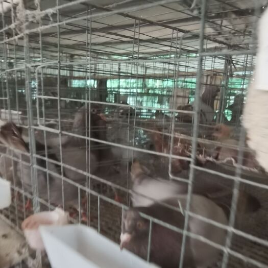 浦北县肉鸽  9两起，丰毛