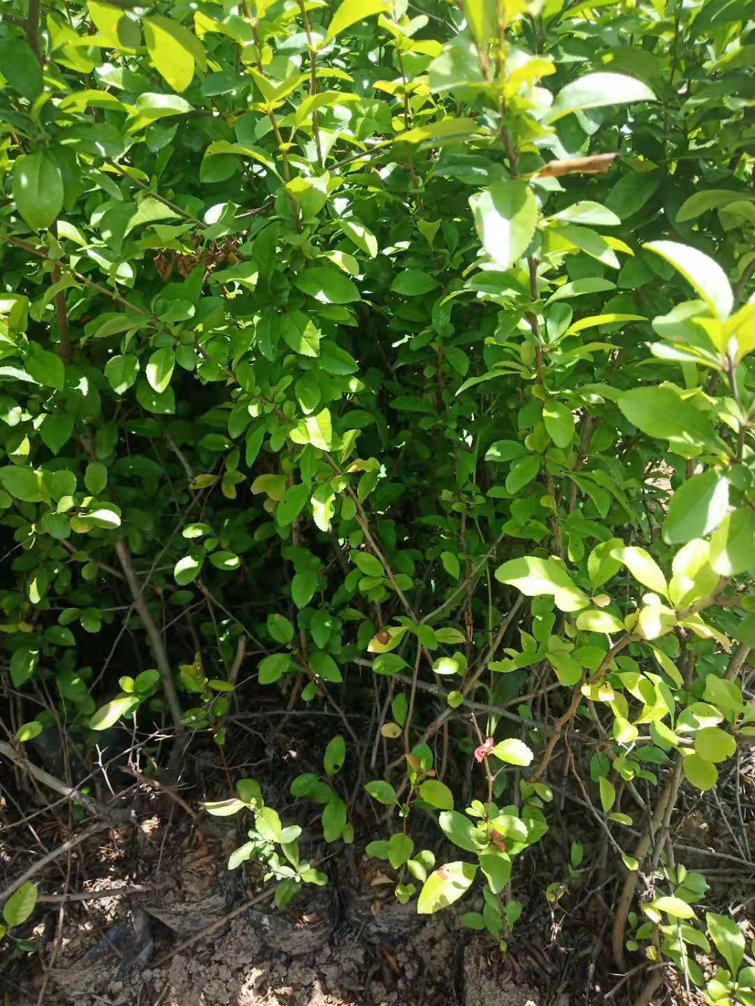 陕西贴梗海棠营养杯 贴梗海棠 50－1米贴梗海棠杯苗批发配送