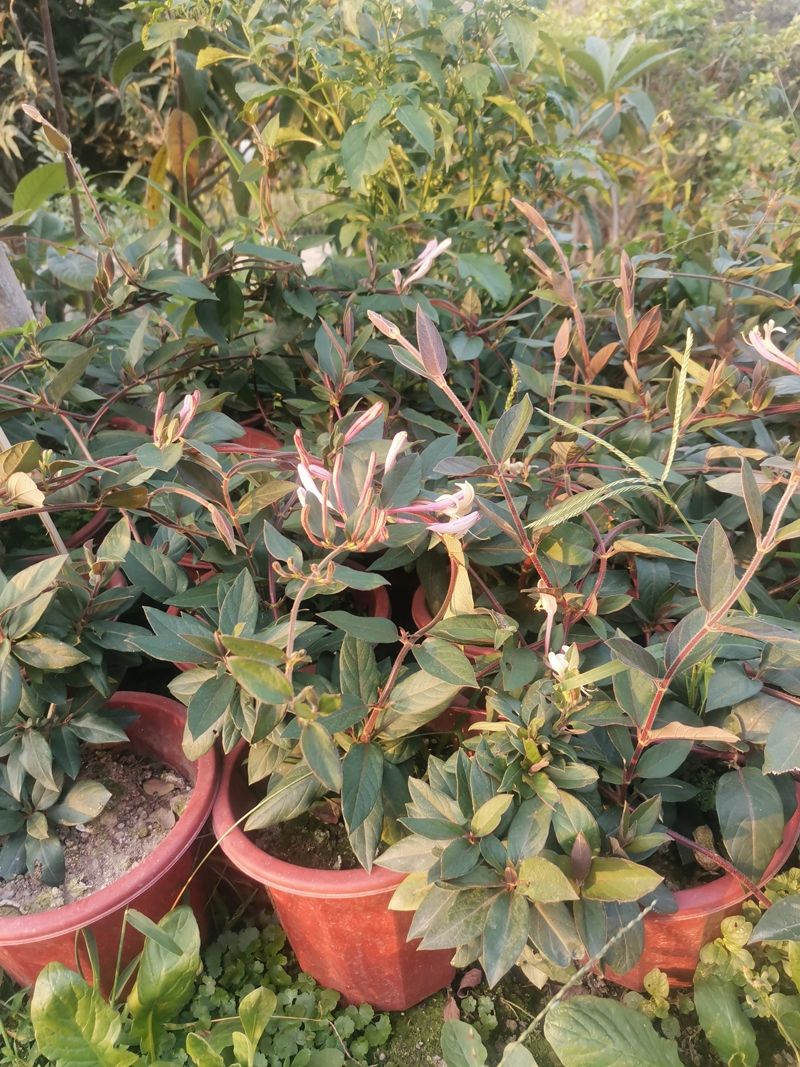 四季金银花苗  金银花苗  金银花盆栽可食用 爬藤植物