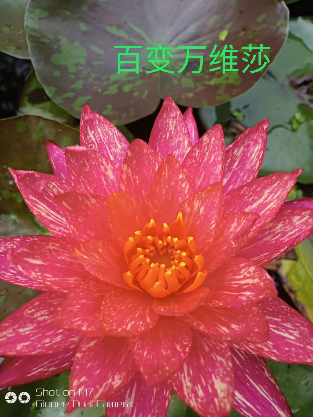 睡莲 碗莲等水生植物