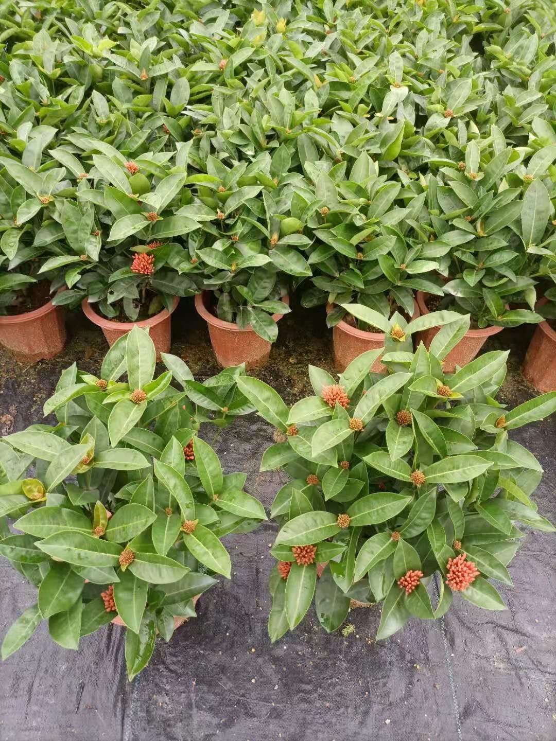 新加坡龙船花