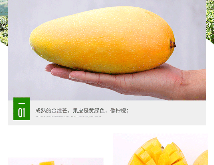 【甜度爆表】当季新鲜金煌芒现摘现发