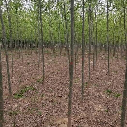 济南竹柳，速生柳，丛生柳树，直柳，垂柳，绦柳，龙须柳基地欢迎您。