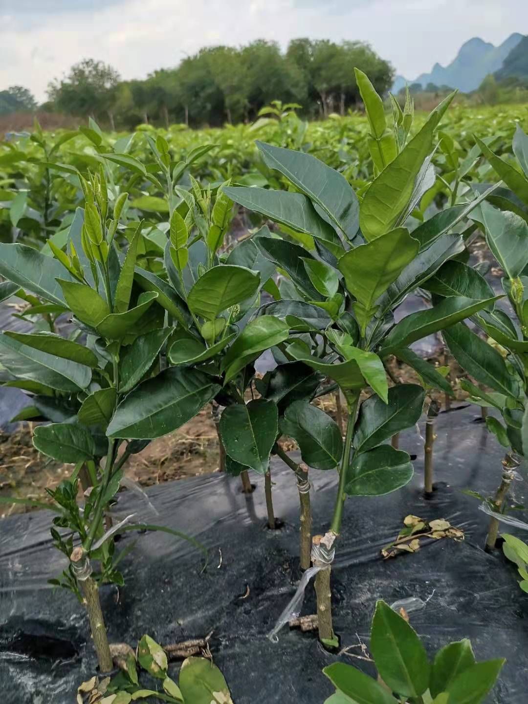 沙田柚苗  沙田柚嫁接苗    广西 现挖现发 保湿发苗