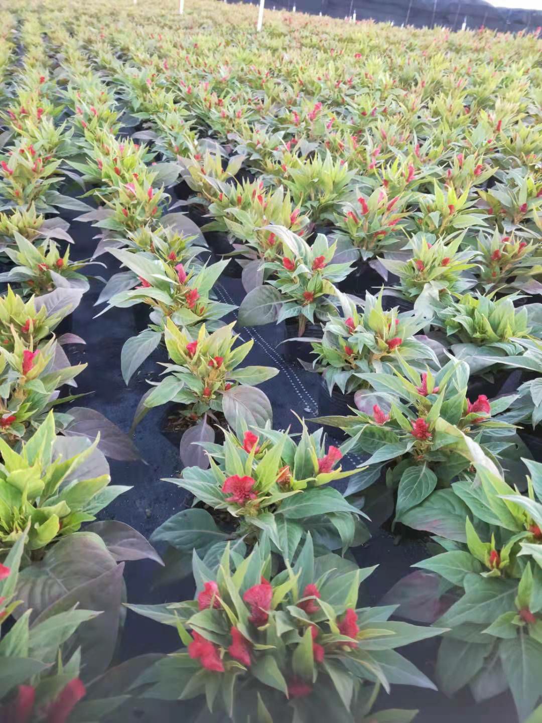 鸡冠花，凤尾鸡冠花初花，冠幅大，高度适中，具体详情请咨询