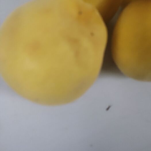 随县黄桃