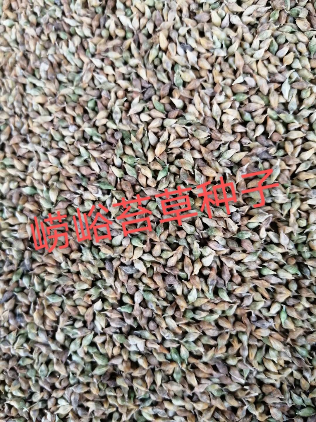 草坪种子  青绿苔草种子产地直销。质量杠杠的好！
